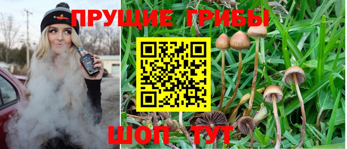 Минеральные Воды  Псилоцибиновые грибы MAGIC MUSHROOMS  Вход с VPN  Псилоцибиновые грибы Psilocybine cubensis 